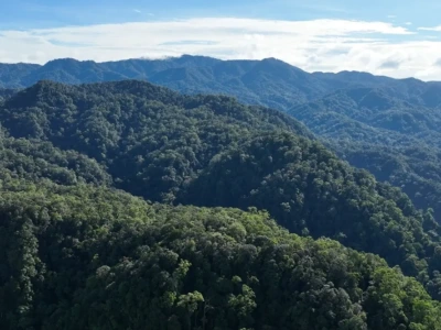 Foto, Hutan produksi Bukit Sanggul Seluma/Origa Nusantara.