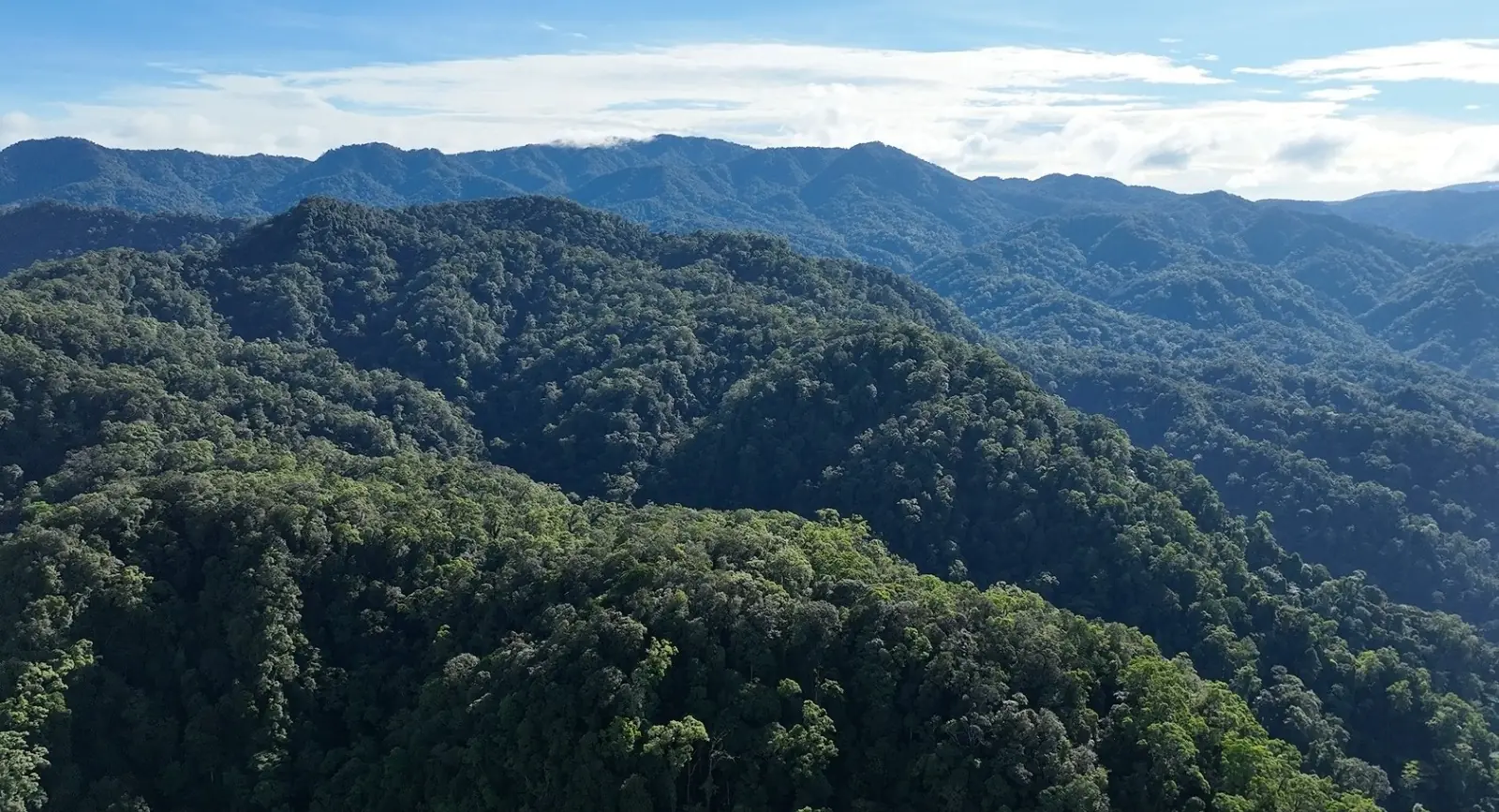 Foto, Hutan produksi Bukit Sanggul Seluma/Origa Nusantara.