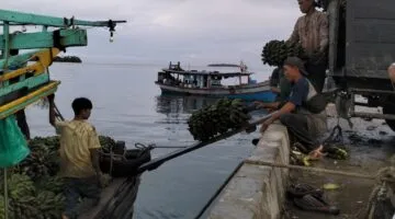 Potret warga Enggano yang mencoba menjual hasil panen