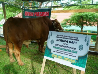 Bengkulu Terima Bantuan 11 Ekor Sapi Kurban dari Presiden Prabowo