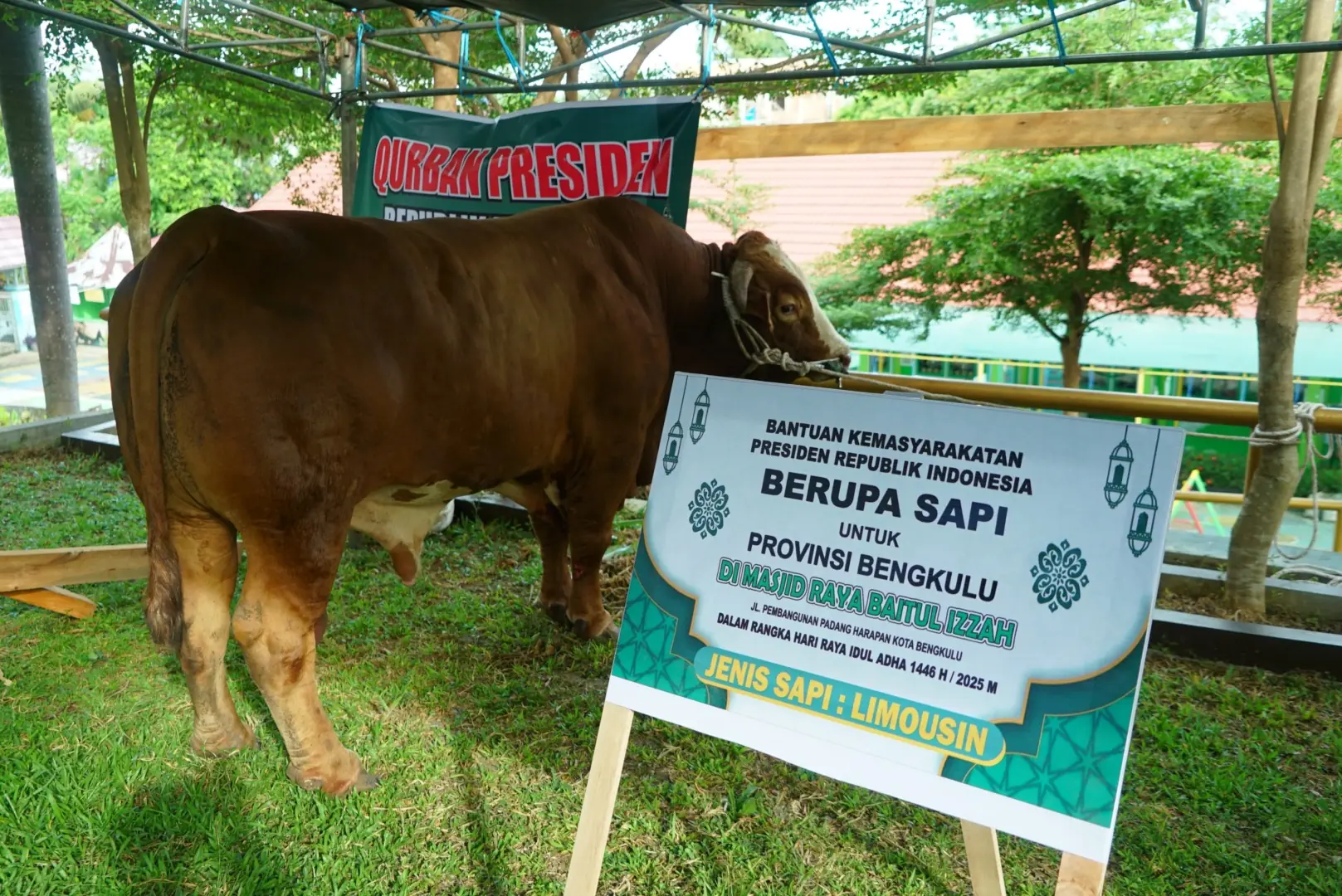 Bengkulu Terima Bantuan 11 Ekor Sapi Kurban dari Presiden Prabowo