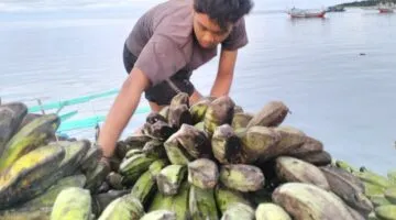 Warga Enggano yang sedang mengunpulkan hasil panen