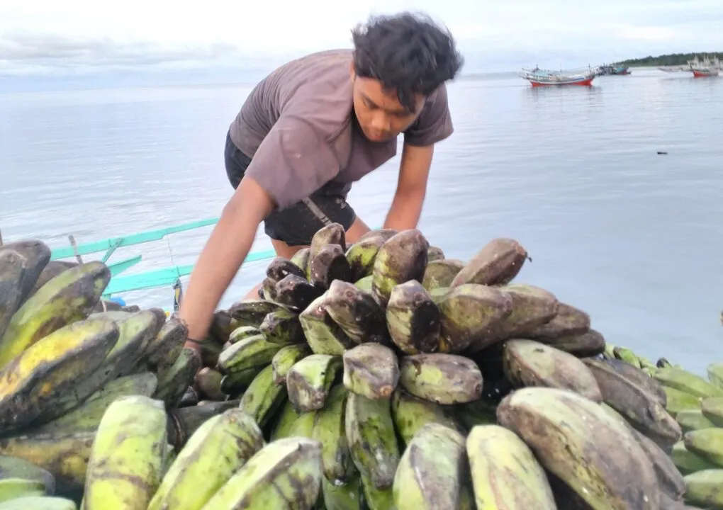 Warga Enggano yang sedang mengunpulkan hasil panen