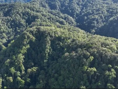 Hutan produksi Bukit Sanggul Seluma. Foto, Origa Nusantara