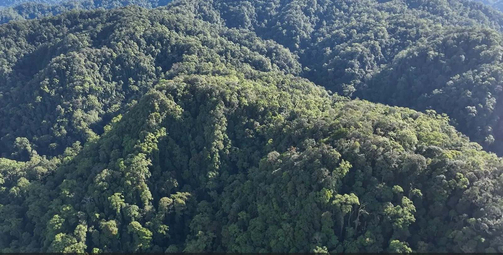 Hutan produksi Bukit Sanggul Seluma. Foto, Origa Nusantara