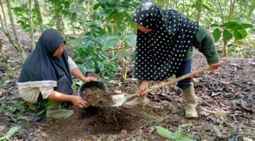 Perempuan Petani Kopi Desa Mojorejo, Rejang Lebong sedang Panen Pupuk Organik