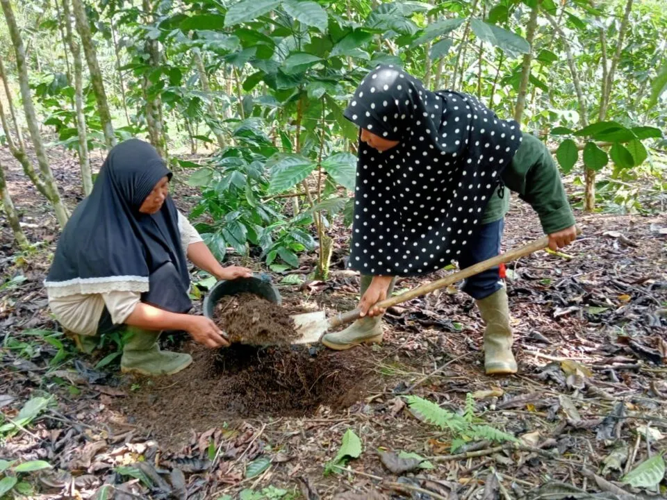 Perempuan Petani Kopi Panen Pupuk Organik dari Lubang Angin