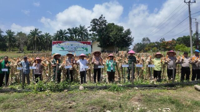 Polres Mukomuko Gelar Panen Raya Jagung Serentak Kuartal III
