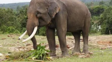Bentang Alam Seblat, Rumah Terakhir Gajah Sumatera di Bengkulu yang Kritis