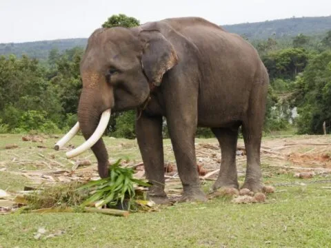 Bentang Alam Seblat, Rumah Terakhir Gajah Sumatera di Bengkulu yang Kritis
