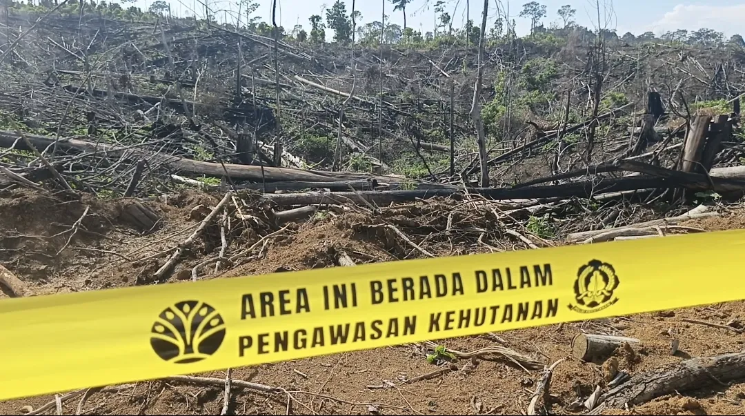 Rumah Gajah dan Harimau di Mukomuko Kian Terancam, Hutan Terus Dirusak