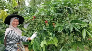 Siti Hermi, Perempuan Petani Kopi