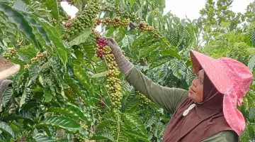 Koppi Sakti Bengkulu menghidupkan kembali berbagai kearifan/praktik lokal dalam pengelolaan kebun kopi yang selaras dengan aksi mitigasi dan adaptasi perubahan iklim.