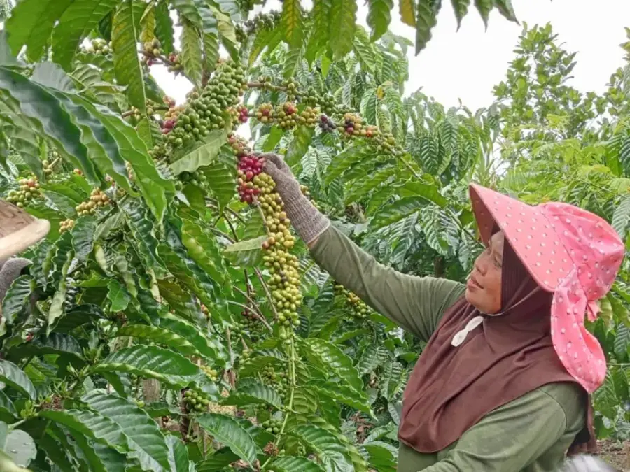 Koppi Sakti Bengkulu menghidupkan kembali berbagai kearifan/praktik lokal dalam pengelolaan kebun kopi yang selaras dengan aksi mitigasi dan adaptasi perubahan iklim.