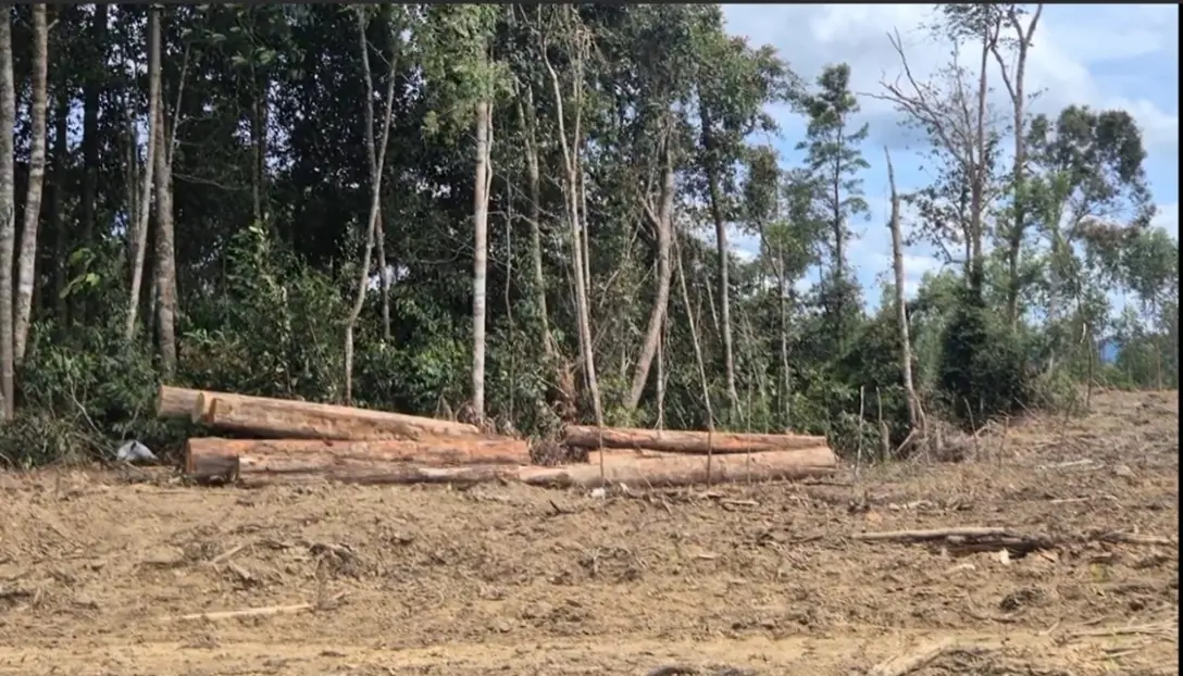 Tumpukan kayu alam di sekitar PKR-TPL  di Kabupaten Tapanuli Selatan. Doc. Auriga
