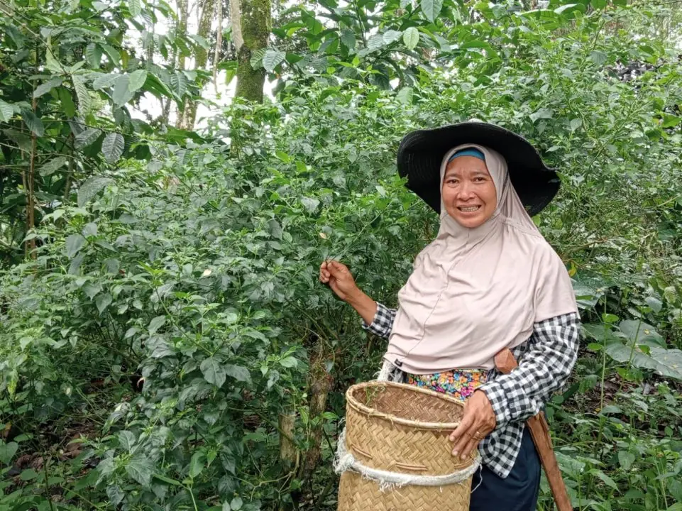 Siti Hermi, Perempuan Petani Kopi