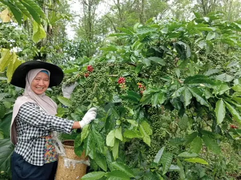 Perempuan Petani Kopi Desa Kopi Tangguh Iklim (Koppi Sakti) Bengkulu di Desa Batu Ampar, Kabupaten Kepahiang.