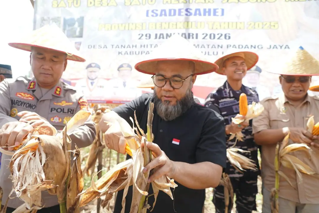 Desa Tanah Hitam Bengkulu Utara Juara Jagung Hibrida