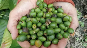 Biji Kopi dari Desa Batu Ampar