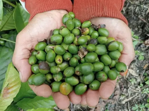 Biji Kopi dari Desa Batu Ampar
