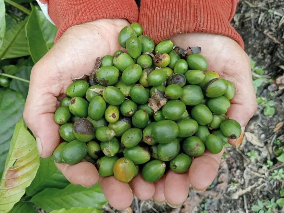 Kebun Kopi, Ingatan Leluhur, dan Perlawanan Sunyi Perempuan