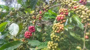 Mutigh Kawe(o): Dari Bengkulu, Membangun Narasi Kopi Islam – Sumatera