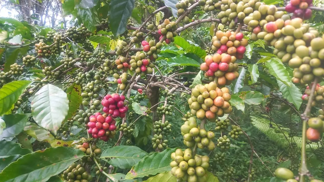 Mutigh Kawe(o): Dari Bengkulu, Membangun Narasi Kopi Islam – Sumatera