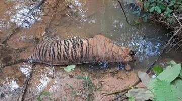 Seekor Harimau Sumatera ditemukan mati di wilayah SP Empat, Kecamatan Penarik Kabupaten Mukomuko