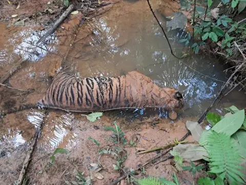 Seekor Harimau Sumatera ditemukan mati di wilayah SP Empat, Kecamatan Penarik Kabupaten Mukomuko