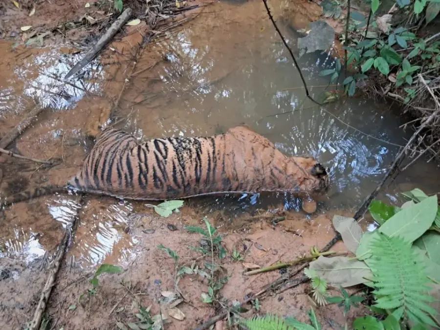 Seekor Harimau Sumatera ditemukan mati di wilayah SP Empat, Kecamatan Penarik Kabupaten Mukomuko