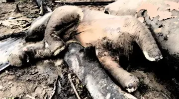 Dua ekor gajah yang mati di kawasan Hutan Produksi di Kabupaten Mukomuko