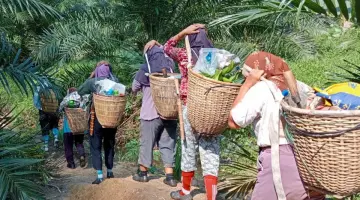 Perempuan Petani Pino Raya