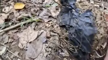 Perambahan Semakin Marak, Gajah Liar di Seblat Makan Plastik dan Pakaian untuk Bertahan Hidup
