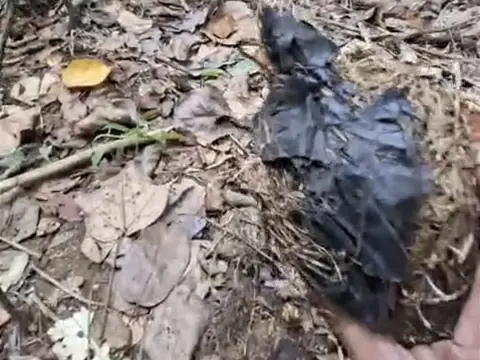 Perambahan Semakin Marak, Gajah Liar di Seblat Makan Plastik dan Pakaian untuk Bertahan Hidup