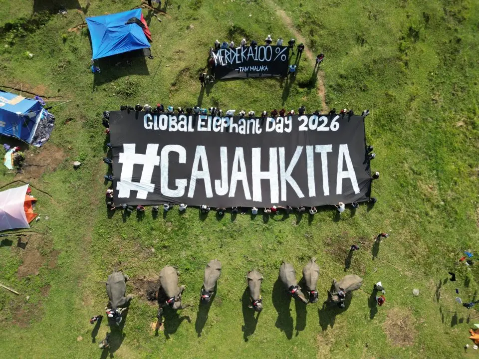 Gajah Sumatera di Seblat