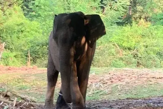 Gajah Bona